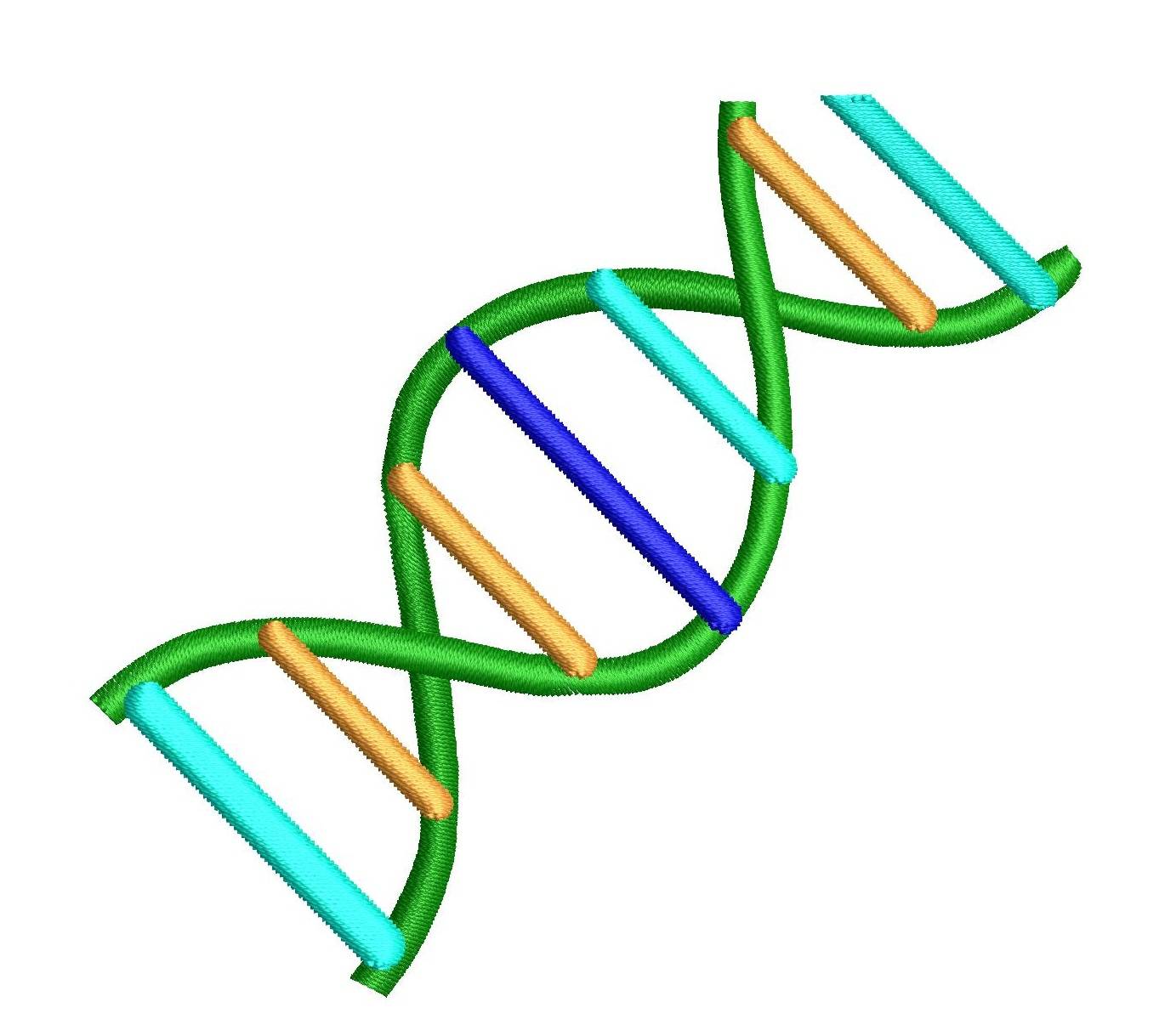 DNA Replication, Repair, and Recombination